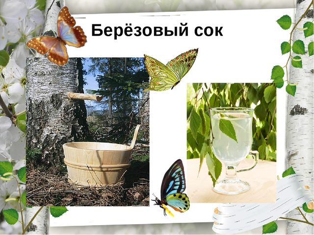 Презентация по экологическому воспитанию "Люблю берёзку русскую!