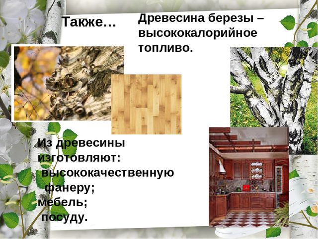 Презентация по экологическому воспитанию "Люблю берёзку русскую!