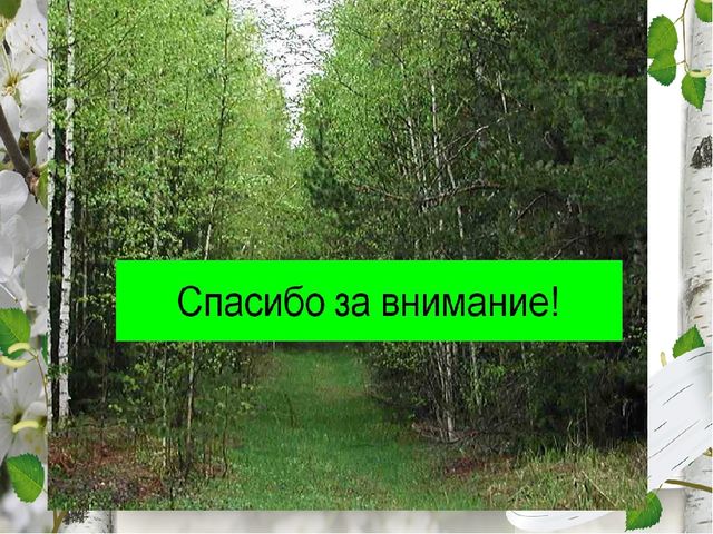 Презентация по экологическому воспитанию "Люблю берёзку русскую!