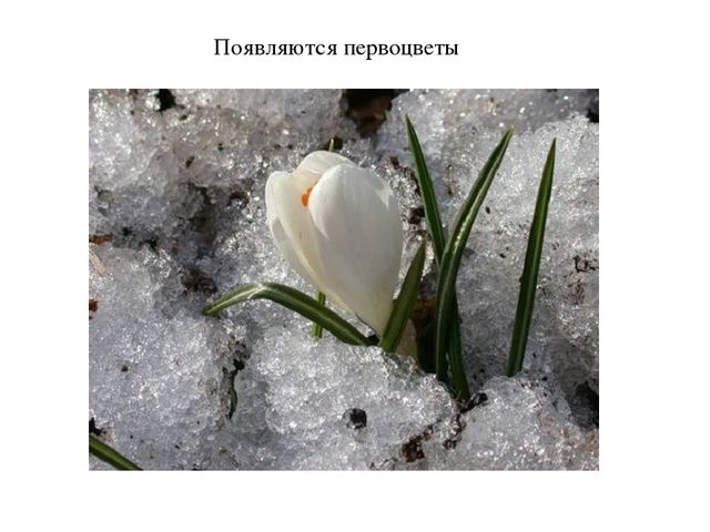 Презентация по окружающему миру: "Времена года.Весна"