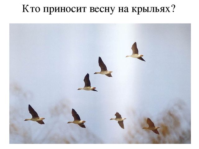 Презентация по окружающему миру: "Времена года.Весна"