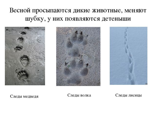 Презентация по окружающему миру: "Времена года.Весна"