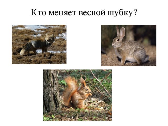 Презентация по окружающему миру: "Времена года.Весна"