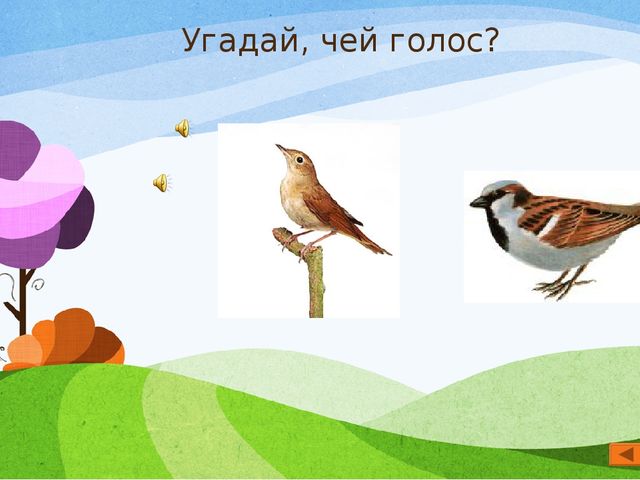 Презентация по экологии "Мир вокруг нас" для старшего дошкольного возраста