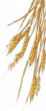 Shape1