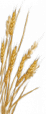 Shape3