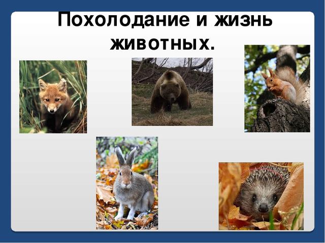 Презентация по письму : Вводный урок