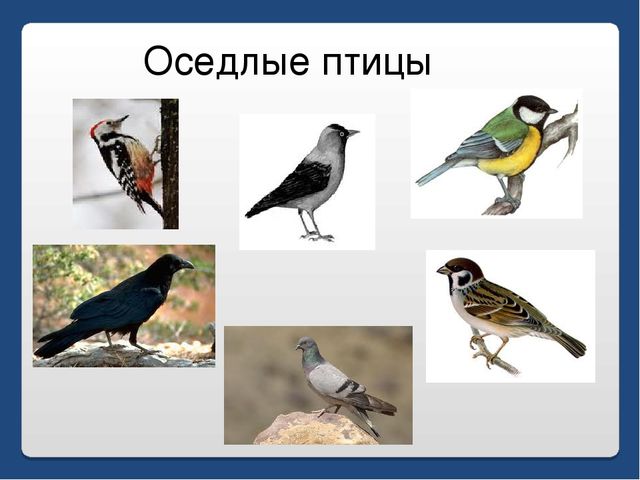 Презентация по письму : Вводный урок
