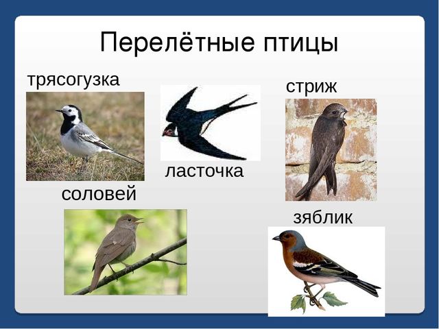 Презентация по письму : Вводный урок