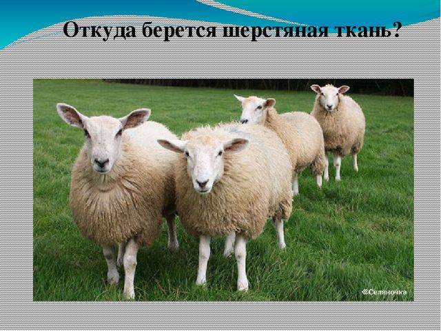 Презентация к НОД по ознакомлению с окружающим в подготовительной группе "Откуда ткань к нам пришла"