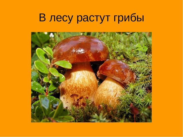 Презентация "Экскурсия в осенний лес"