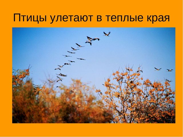 Презентация "Экскурсия в осенний лес"