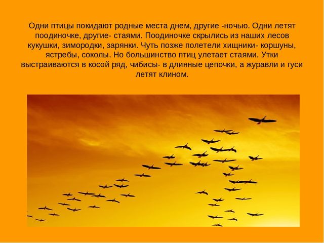 Презентация "Экскурсия в осенний лес"