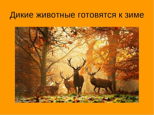 Презентация "Экскурсия в осенний лес"