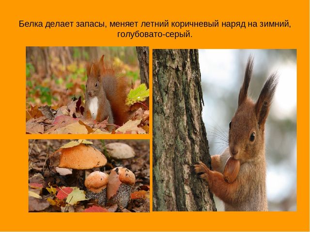 Презентация "Экскурсия в осенний лес"