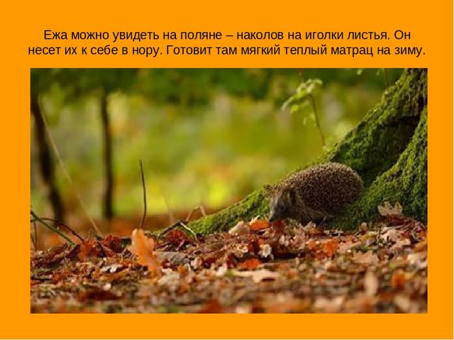 Презентация "Экскурсия в осенний лес"