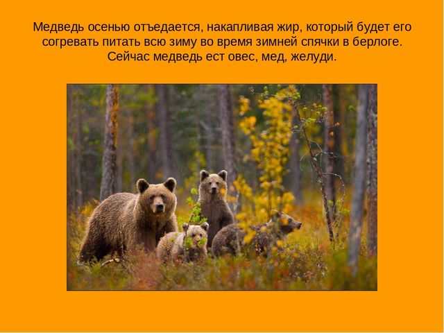 Презентация "Экскурсия в осенний лес"