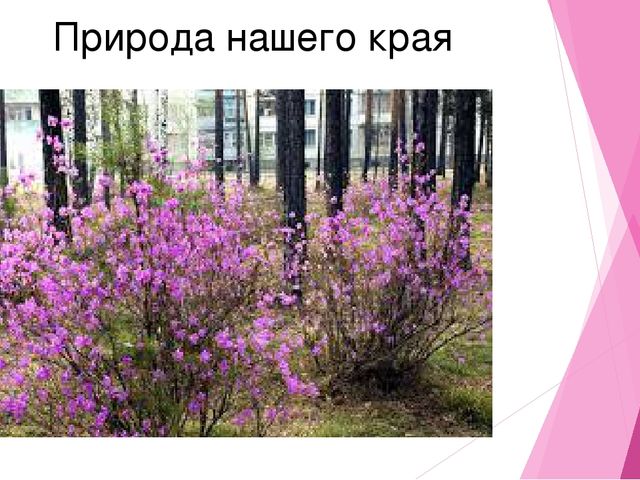Воспитание маленького саянца-большого гражданина новой России