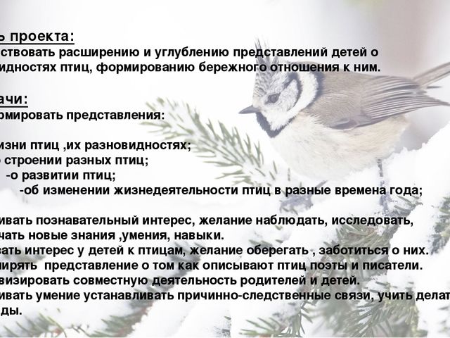 Презентация по познавательно-исследовательской деятельности "Птицы России"