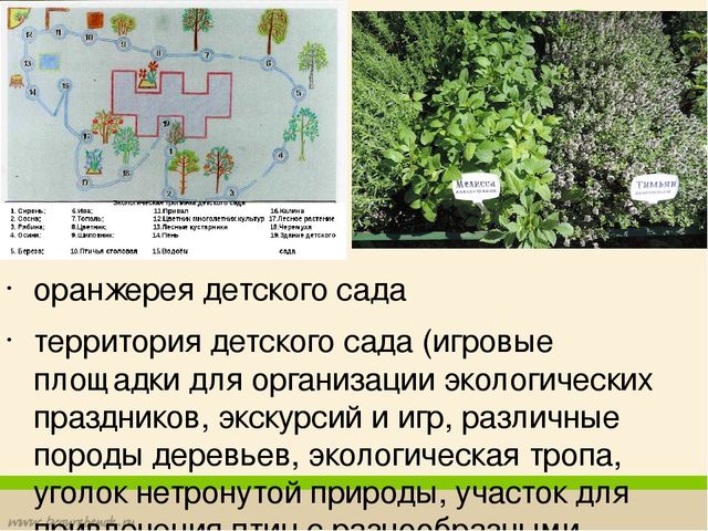 Формирование у дошкольников основ экологической культуры