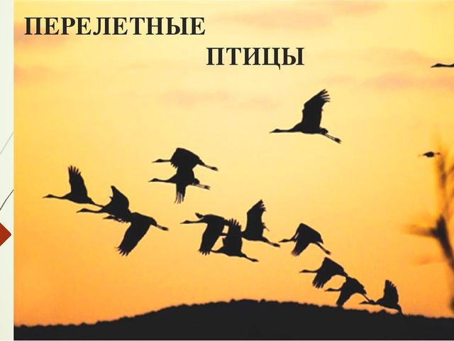 Презентация по ознакомлению с окружающим миром природы на тему "перелетные птицы"