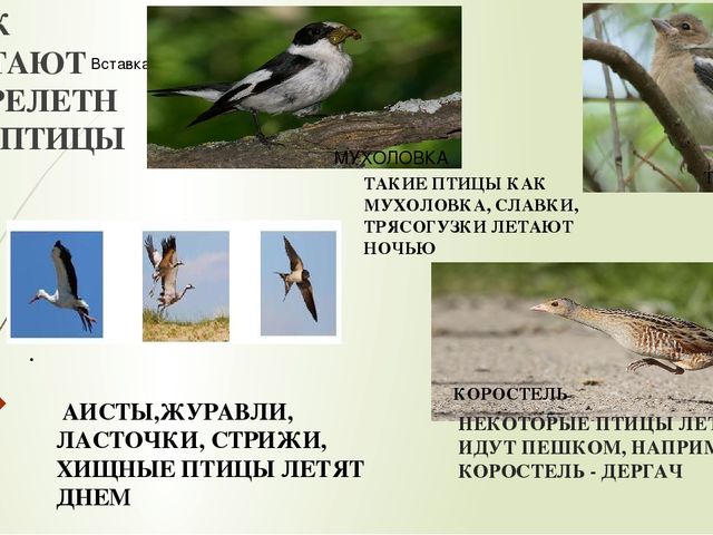 Презентация по ознакомлению с окружающим миром природы на тему "перелетные птицы"