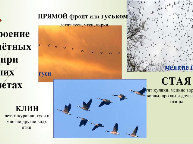 Презентация по ознакомлению с окружающим миром природы на тему "перелетные птицы"