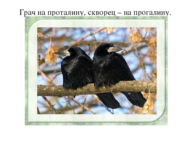 Презентация "Пословицы о птицах"