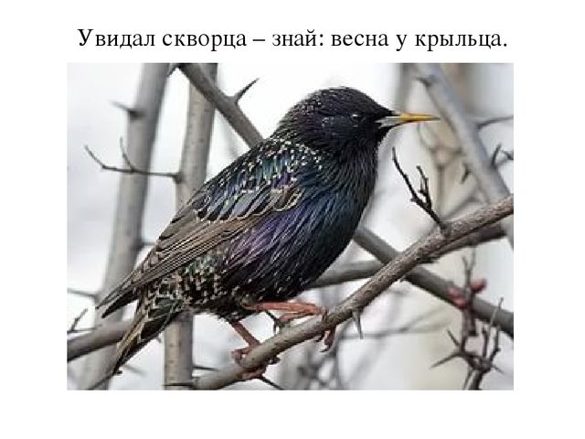 Презентация "Пословицы о птицах"
