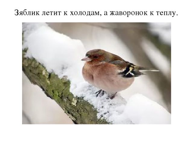 Презентация "Пословицы о птицах"