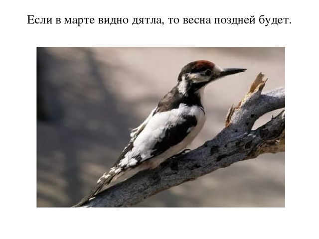 Презентация "Пословицы о птицах"