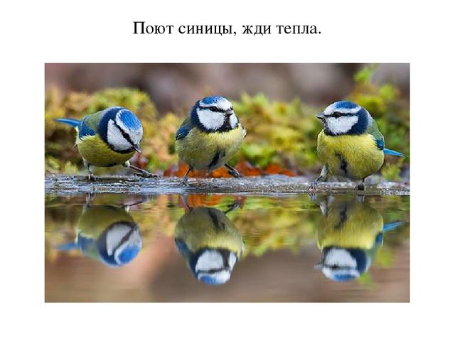 Презентация "Пословицы о птицах"