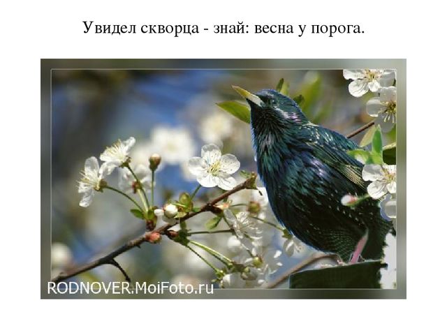 Презентация "Пословицы о птицах"