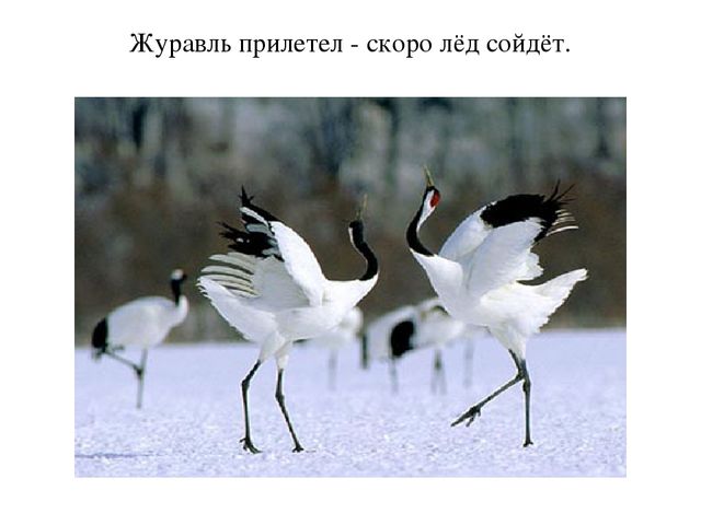 Презентация "Пословицы о птицах"