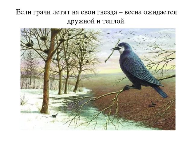 Презентация "Пословицы о птицах"