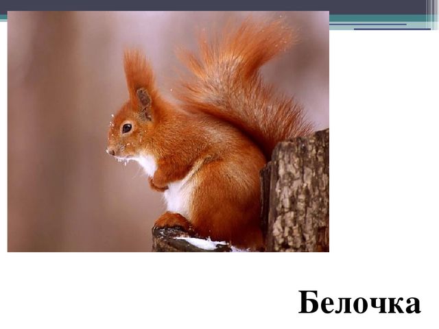Презентация на тему "Дикие животные".