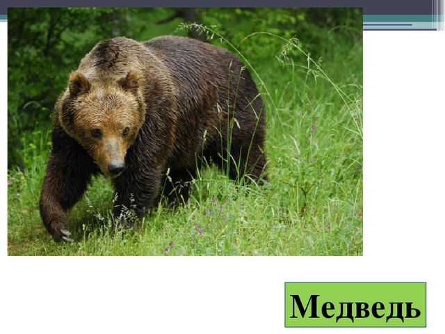 Презентация на тему "Дикие животные".