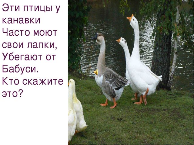 Презентация на тему "Домашние животные"