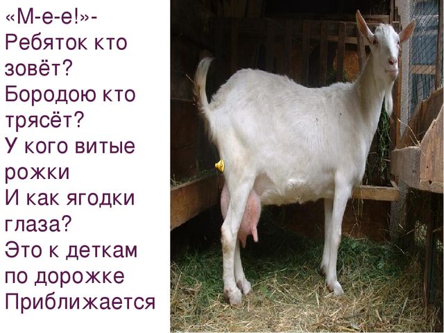 Презентация на тему "Домашние животные"
