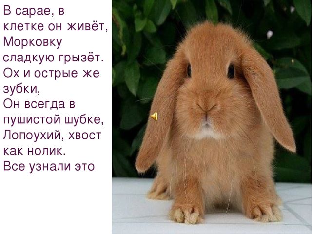 Презентация на тему "Домашние животные"