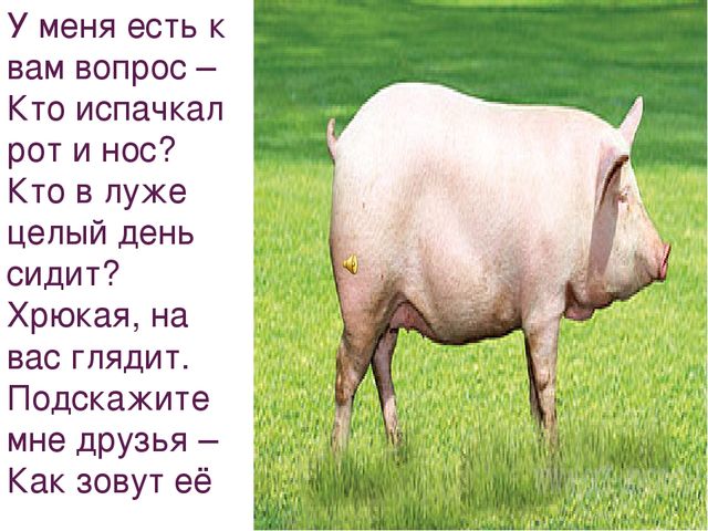 Презентация на тему "Домашние животные"