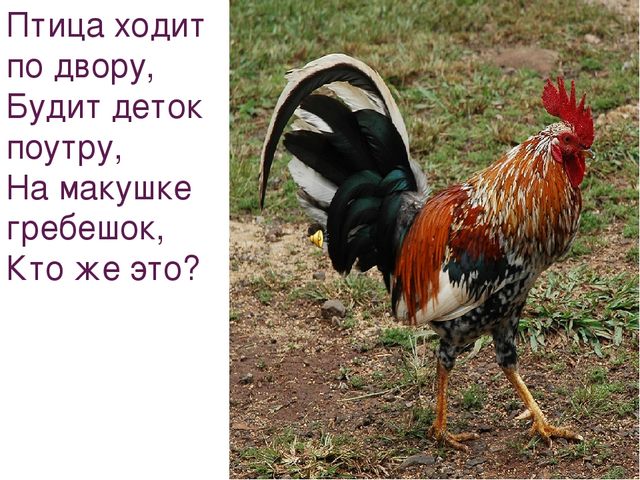 Презентация на тему "Домашние животные"