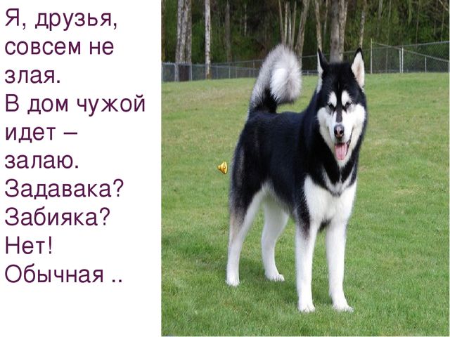 Презентация на тему "Домашние животные"