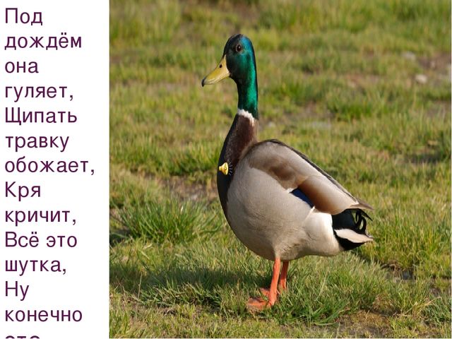 Презентация на тему "Домашние животные"