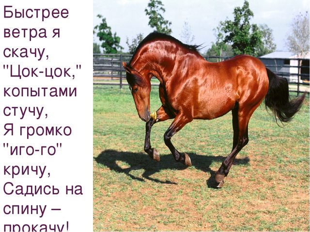Презентация на тему "Домашние животные"