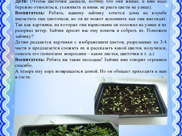 Презентация на тему: "Страна цветов"
