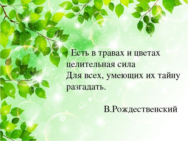 Презентация на тему: "Лекарственные травы"