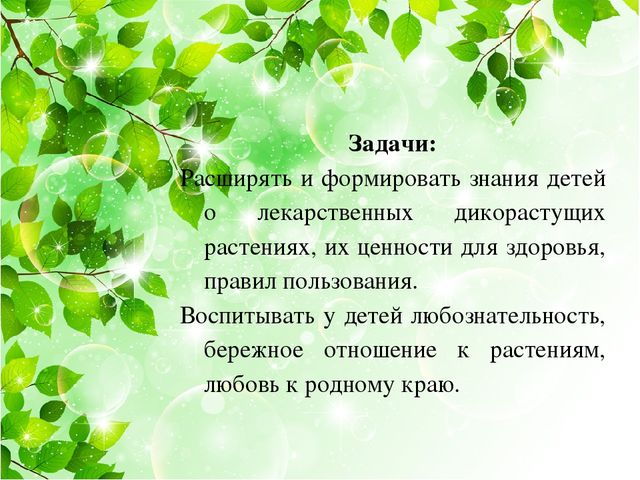 Презентация на тему: "Лекарственные травы"