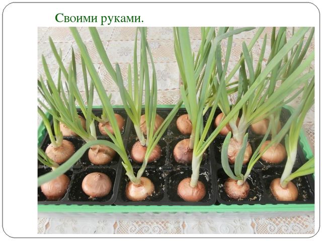 Презентация "Экологическое воспитание дошкольников"