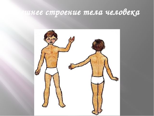 Презентация на тему "Строение тела человека"